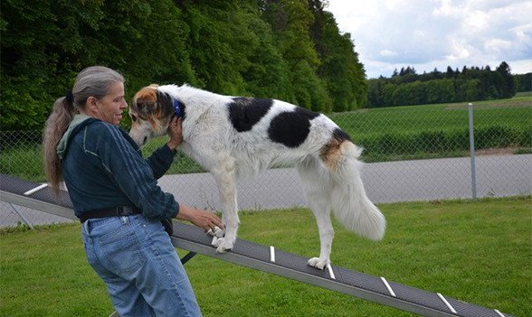 Roy’s Hundeschule & Hundezentrum